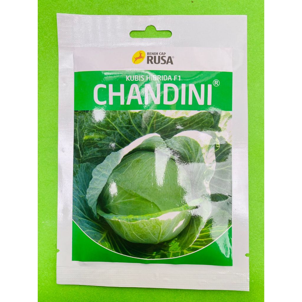Benih Kubis Hibrida F1 CHANDINI isi 25 grm dr Cap rusa
