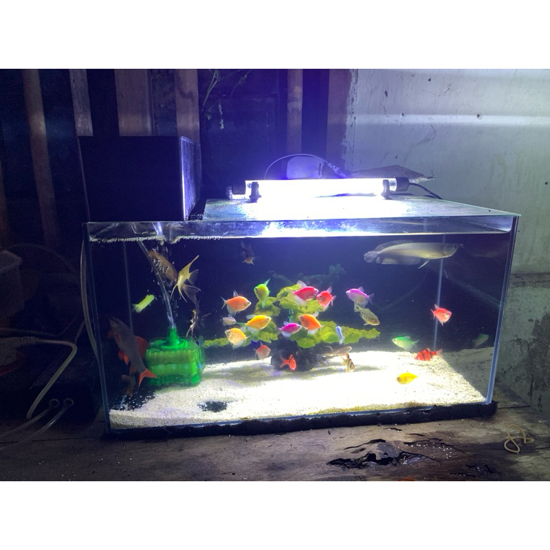 ikan glowfish hiasan aquarium