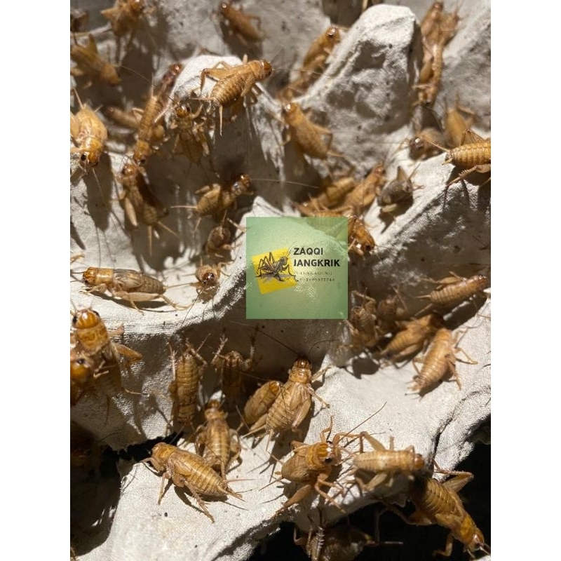 

Ready Tj madu kunyit 1 kg