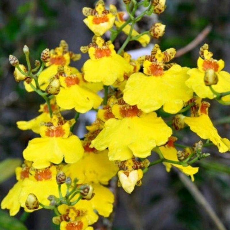 Oncidium Golden Shower/Anggrek oncidium