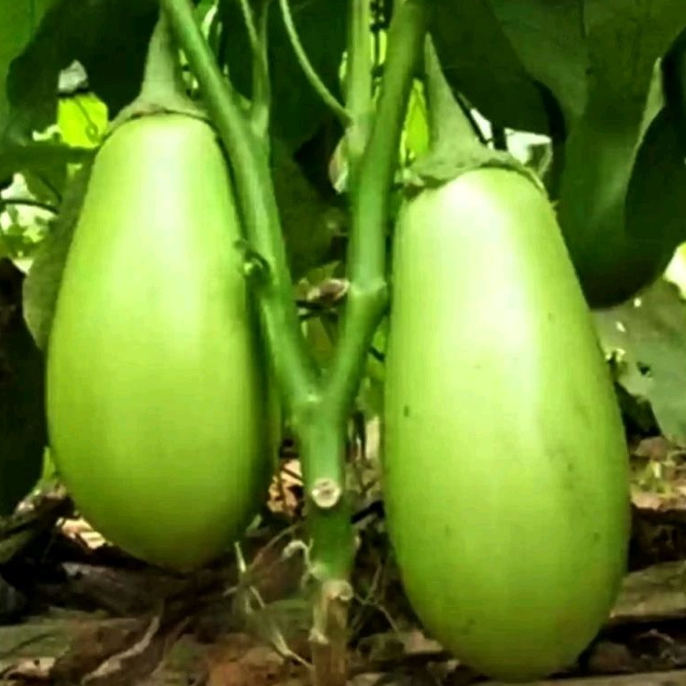 40 Biji/Benih/Bibit Terong Pondoh Hijau Terang/Terung ronggo/kopek