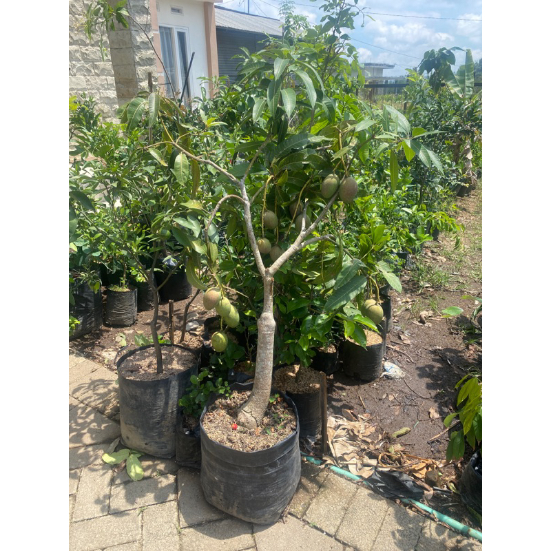 bibit mangga berbuah/berbunga bagus