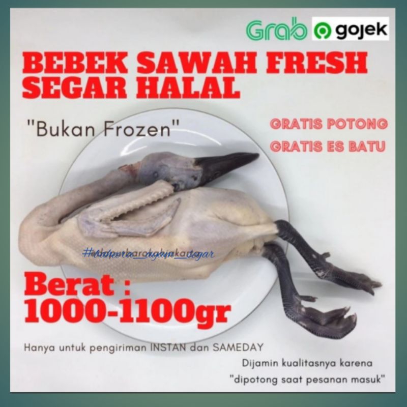

BEBEK SAWAH SEGAR HALAL BERKUALITAS 1KG
