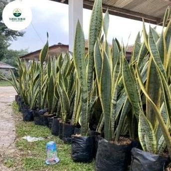tanaman sansivera tinggi 1-+ meter - tanaman lidah mertua