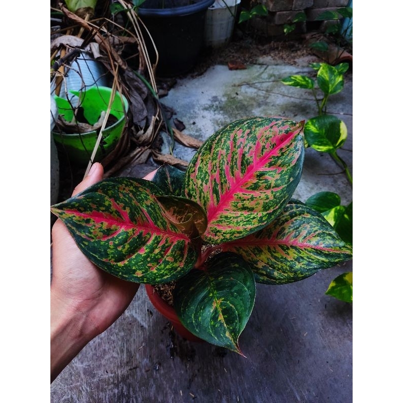 Aglonema yohana tanian lokal