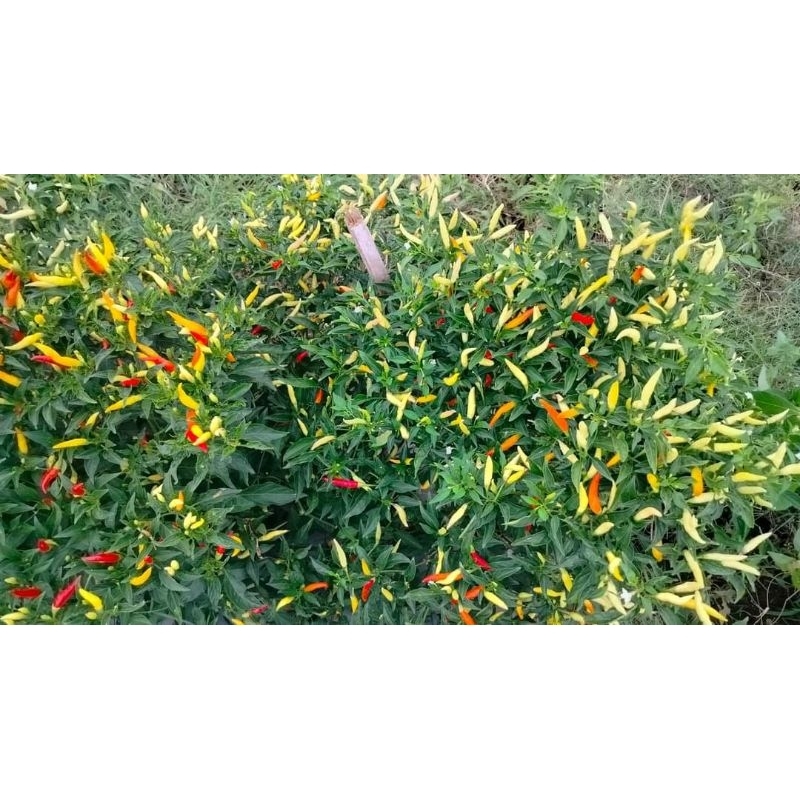 Benih cabe rawit setan , Cabe dewata isi 25 biji