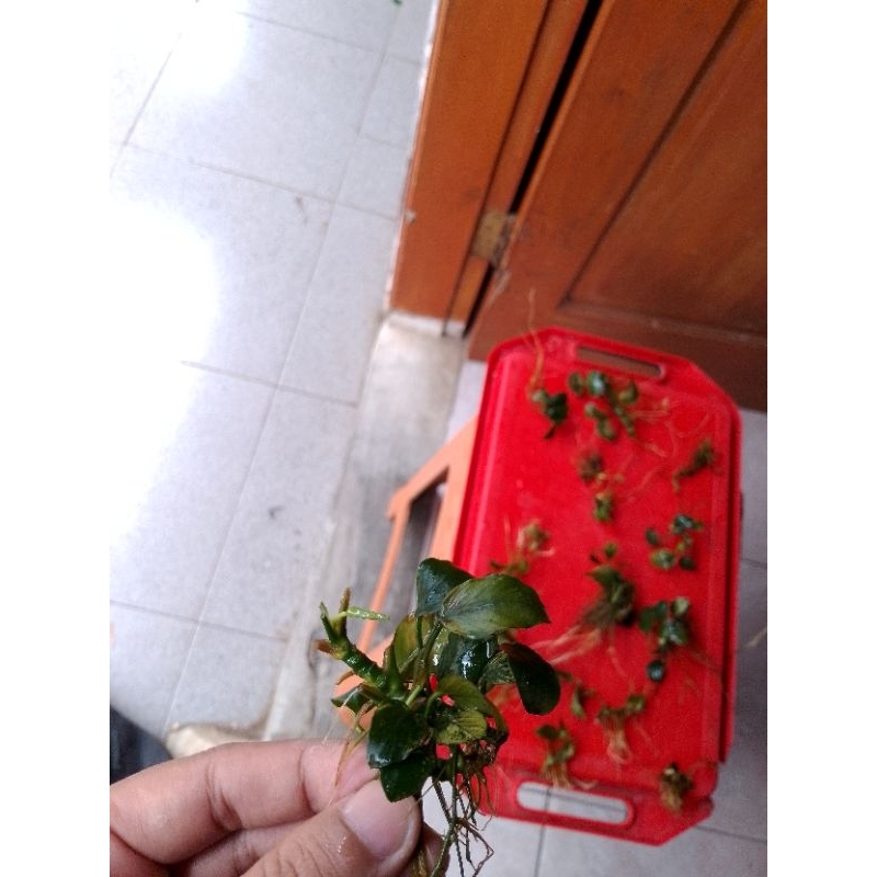 Anubias Pinto 15 Rizome