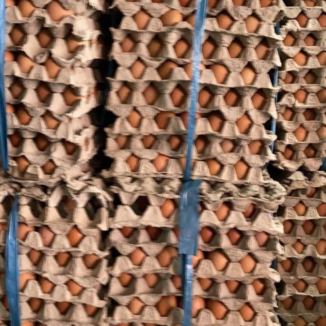 

KODE NNE137 TELUR AYAM NEGRI HARGA PER KILO