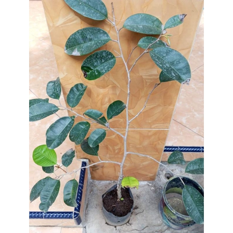 Bibit Kenitu Hijau Okulasi