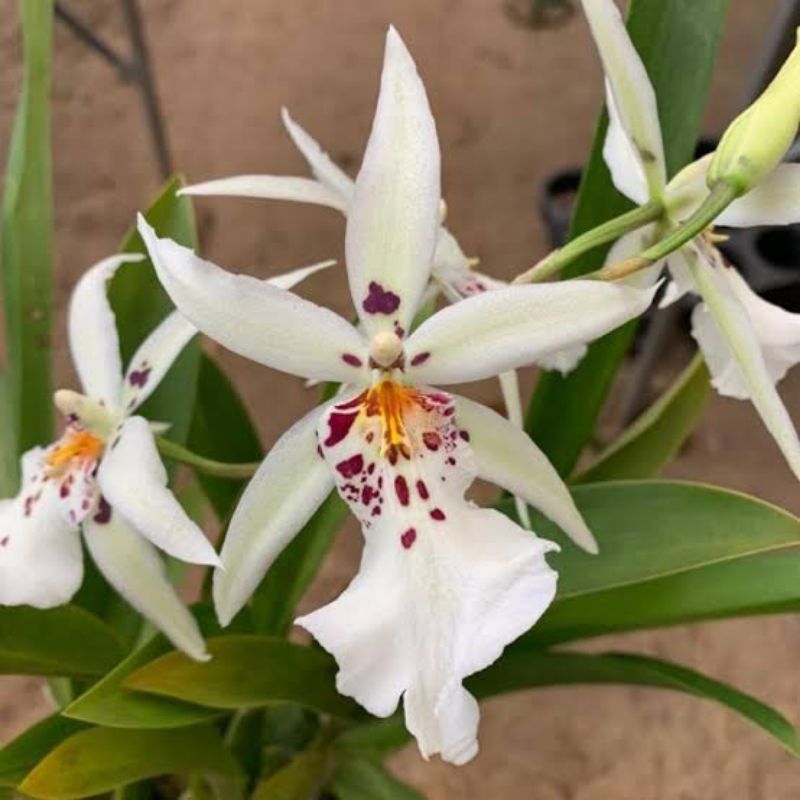 Oncidium White Fairy Knop