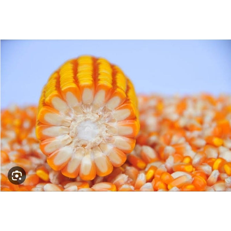 

bibit jagung lokal jagung gunung per 1 kg