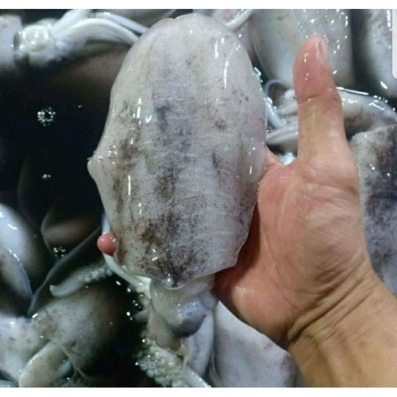 

cumi semampar fresh harian 1 kg