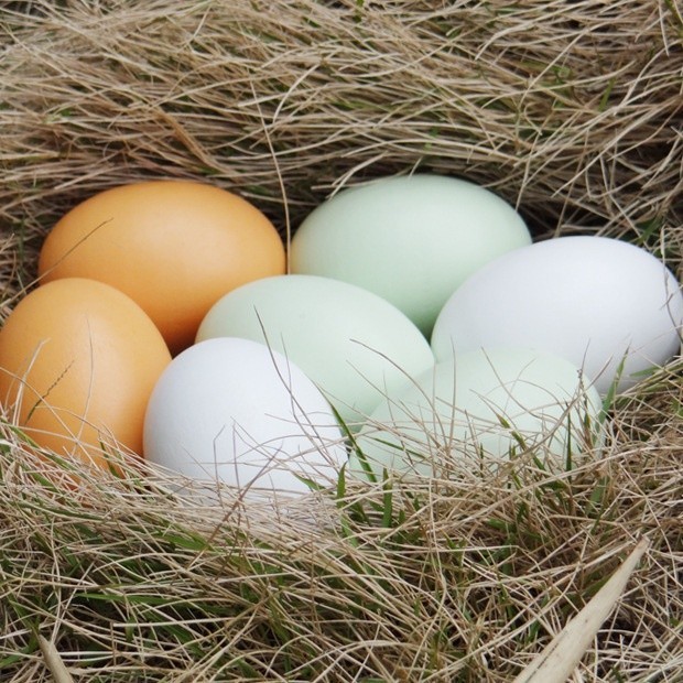 MAINAN ANAK MURAH Mainan Edukasi - DIY Imitation Egg Telur Palsu Bebek dan Ayam YS01/MAINAN MELUKIS 