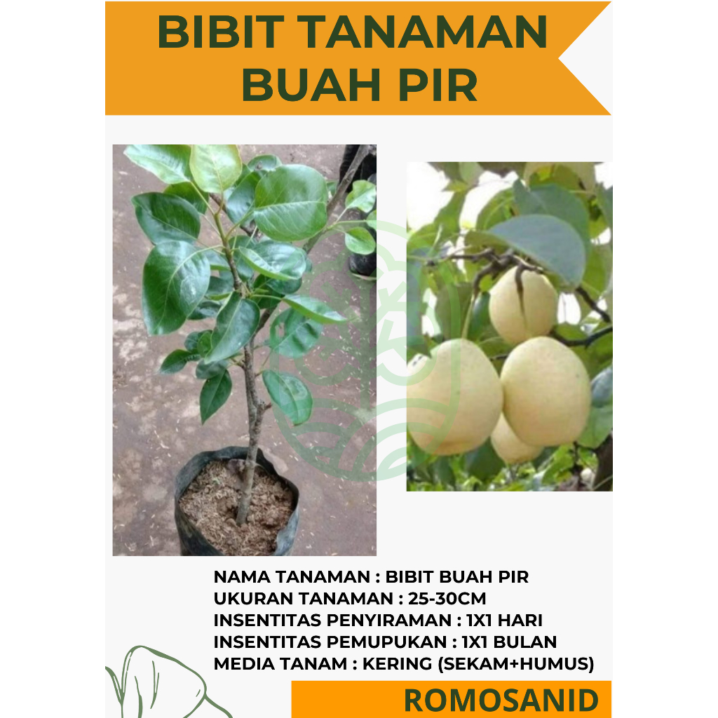 Bibit Tanaman Buah Pir Kuning Cangkok Lebih Cepat Berbuah Pohon Hidup - ROMOSAN.ID