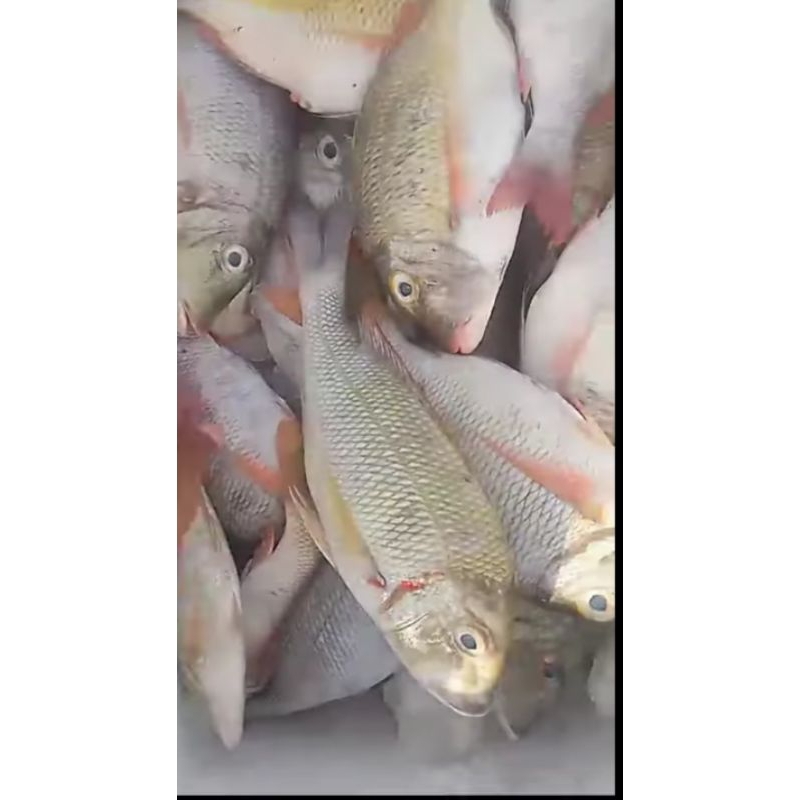 

ikan kakap putih 1kg