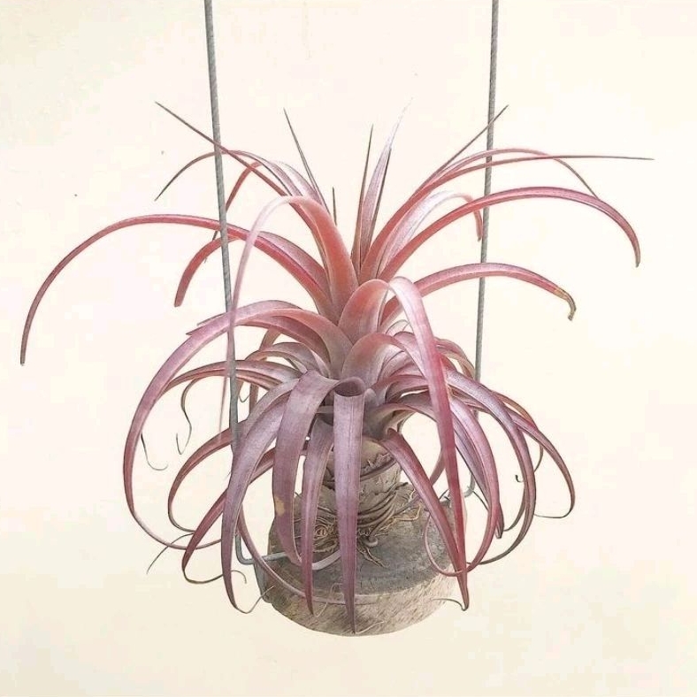 Tillandsia Love Knot (Capitata x Streptophylla) Big Size