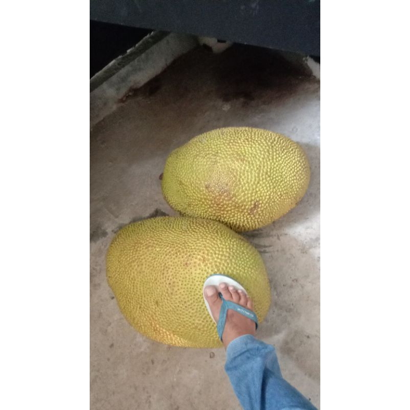 

NANGKA SUPER