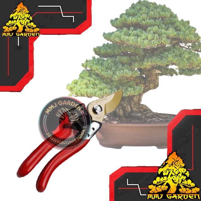 MMJ GARDEN-ALAT BONSAI Gunting CHIKAMASA PS-G8 JAPAN