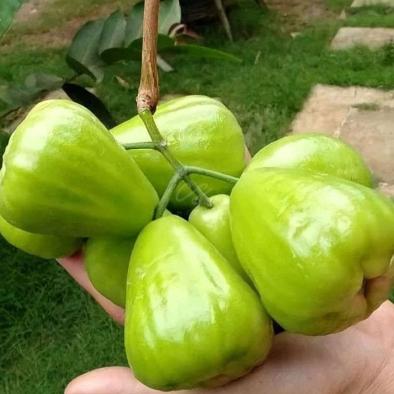 

[CosmicSoul] BUAH JAMBU CINCALO SUPER