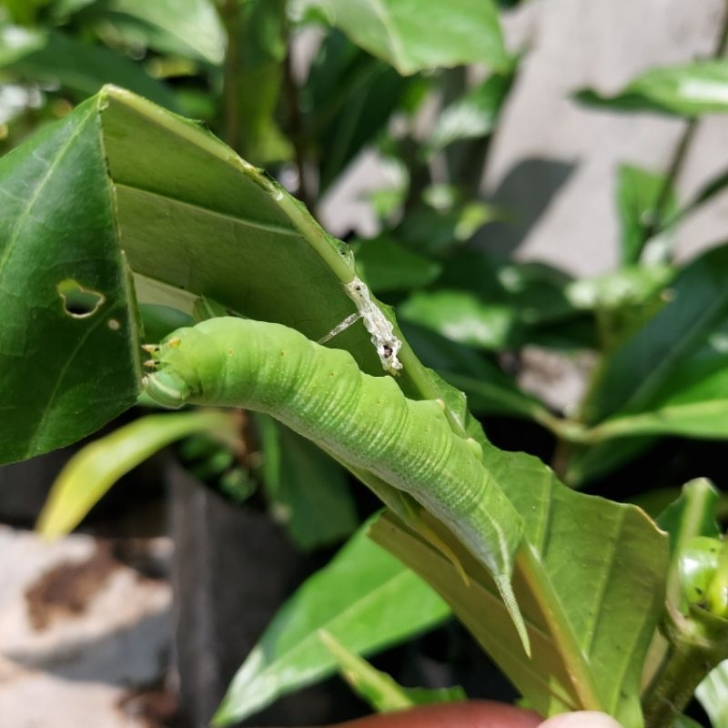 Uler Pace Mengkudu/ Ulet Pace Mengkudu