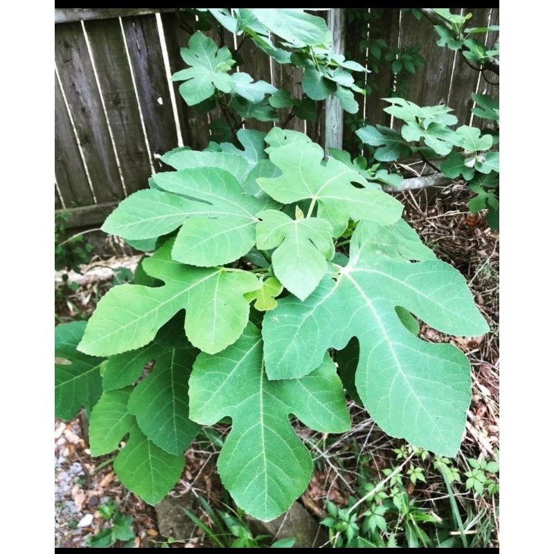 Daun Segar Buah Tin / Buah Surga Organik