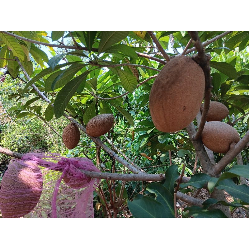 Buah Mamey Sapote magana