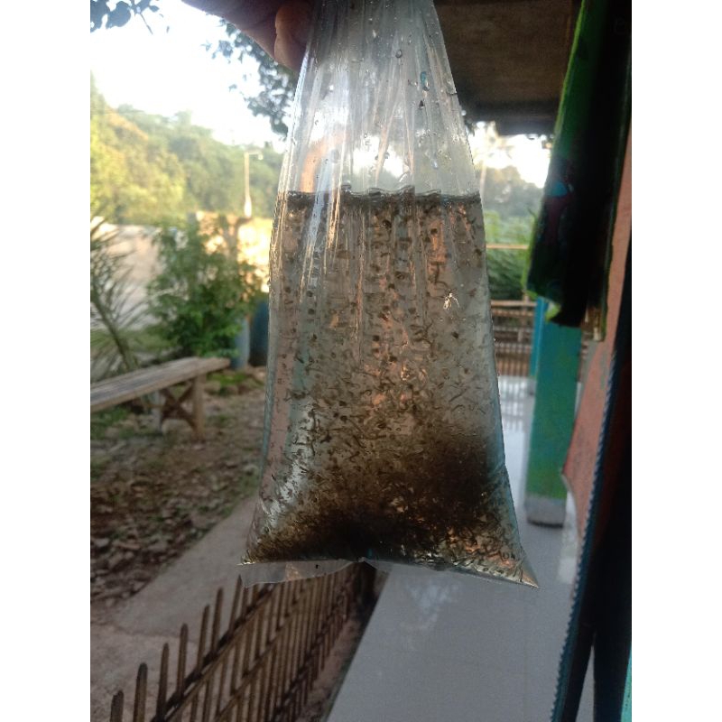 PAKAN IKAN CUPANG/ ENCU JENTIK NYAMUK