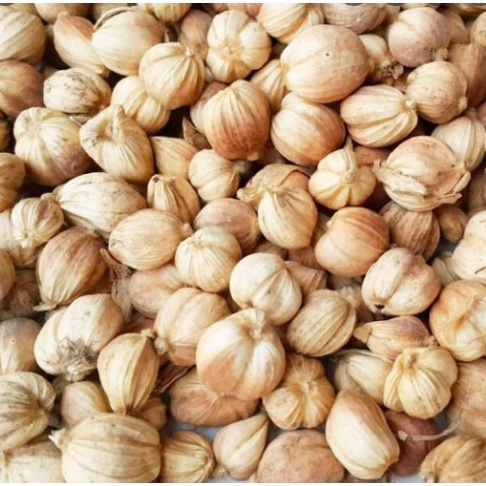 

Stock Masih Banyak KAPULAGA KAPOLAGA ASLI ISI 5 GRAM 116