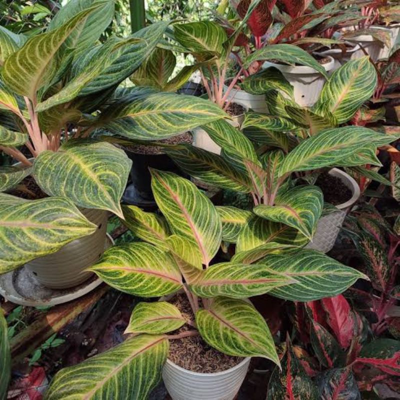 Aglonema caribian termurah