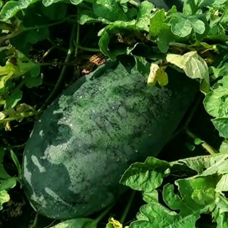 10 Butir/ Benih/Biji Semangka merah lonjong/semangka hibrida F1 sweet negra kulit hihau gelap