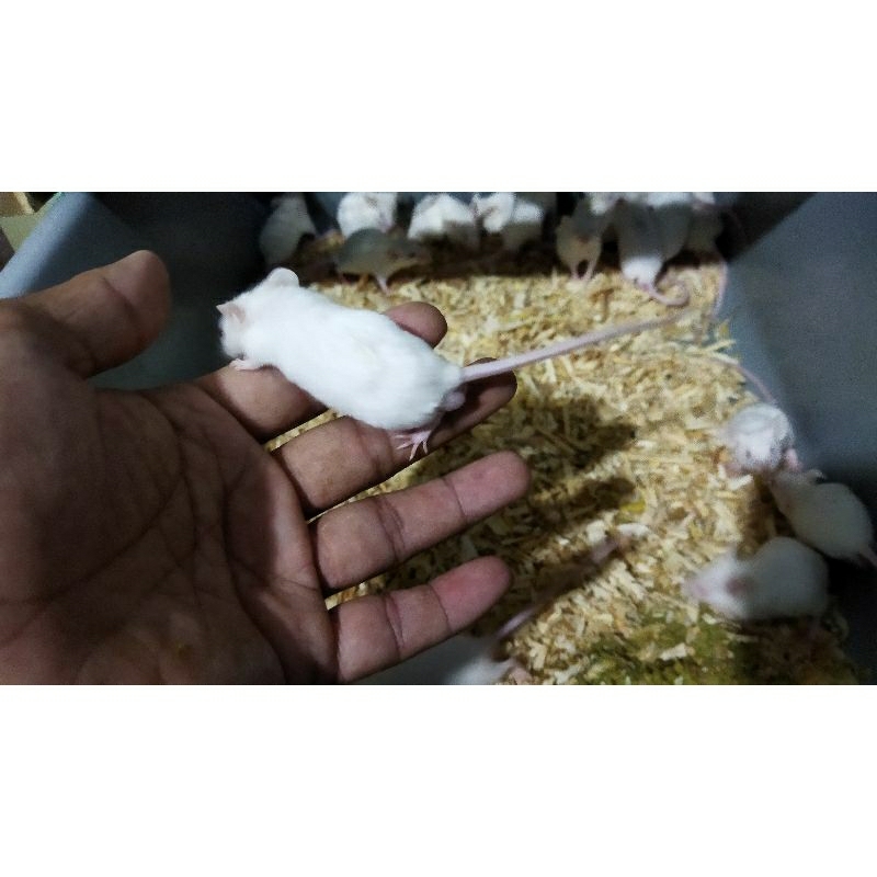mencit jumper tikus putih bukan rat