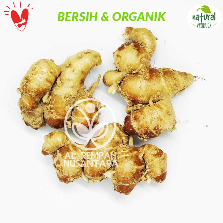 

Kencur Segar 50gr Grade A - Lebih Berasa