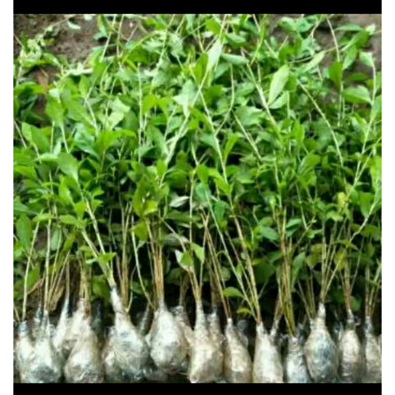 TERMURAH TANAMAN HIAS LEE KWAN YEW 50 CM - LEE KWAN YU - TANAMAN MENJUNTAI