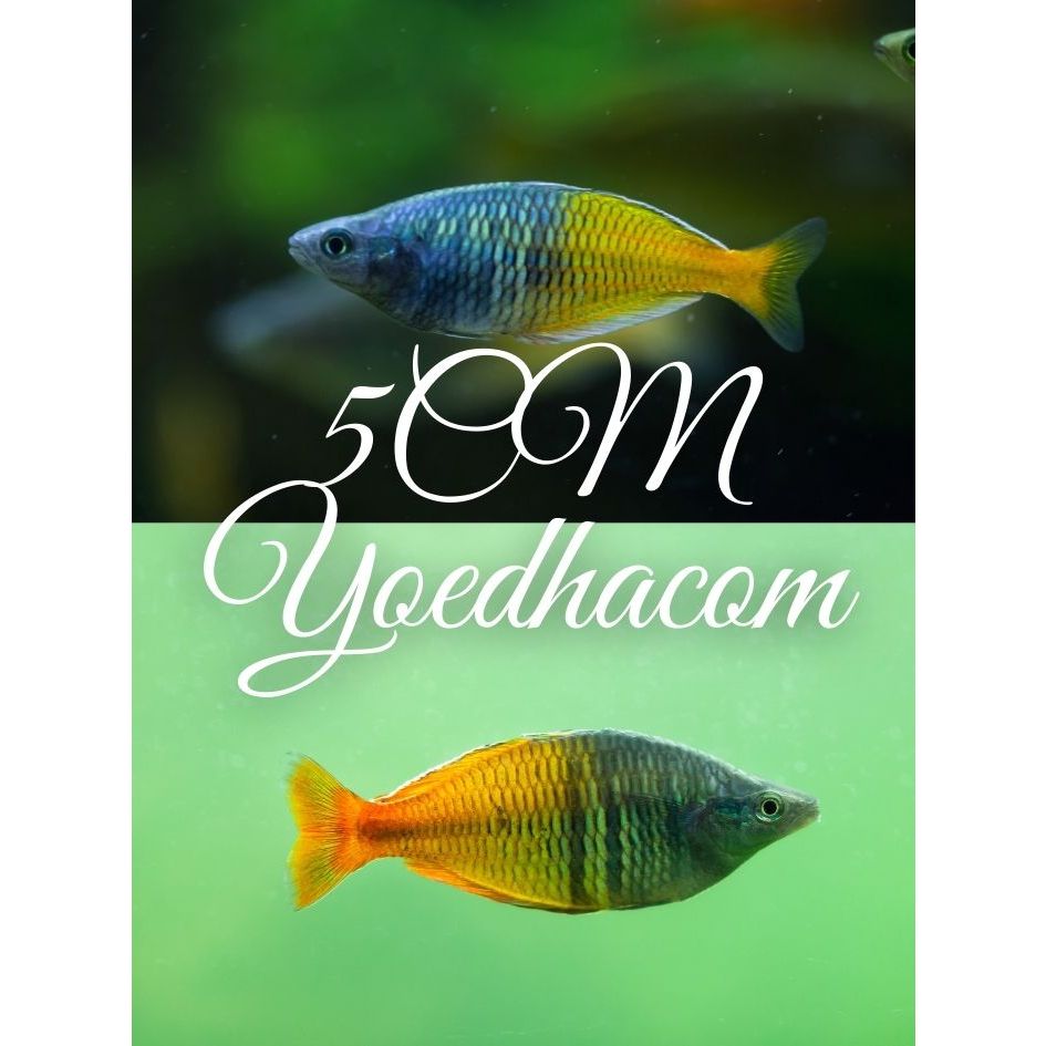 

Extra Packing Rainbow Boesemani 5CM Jantan