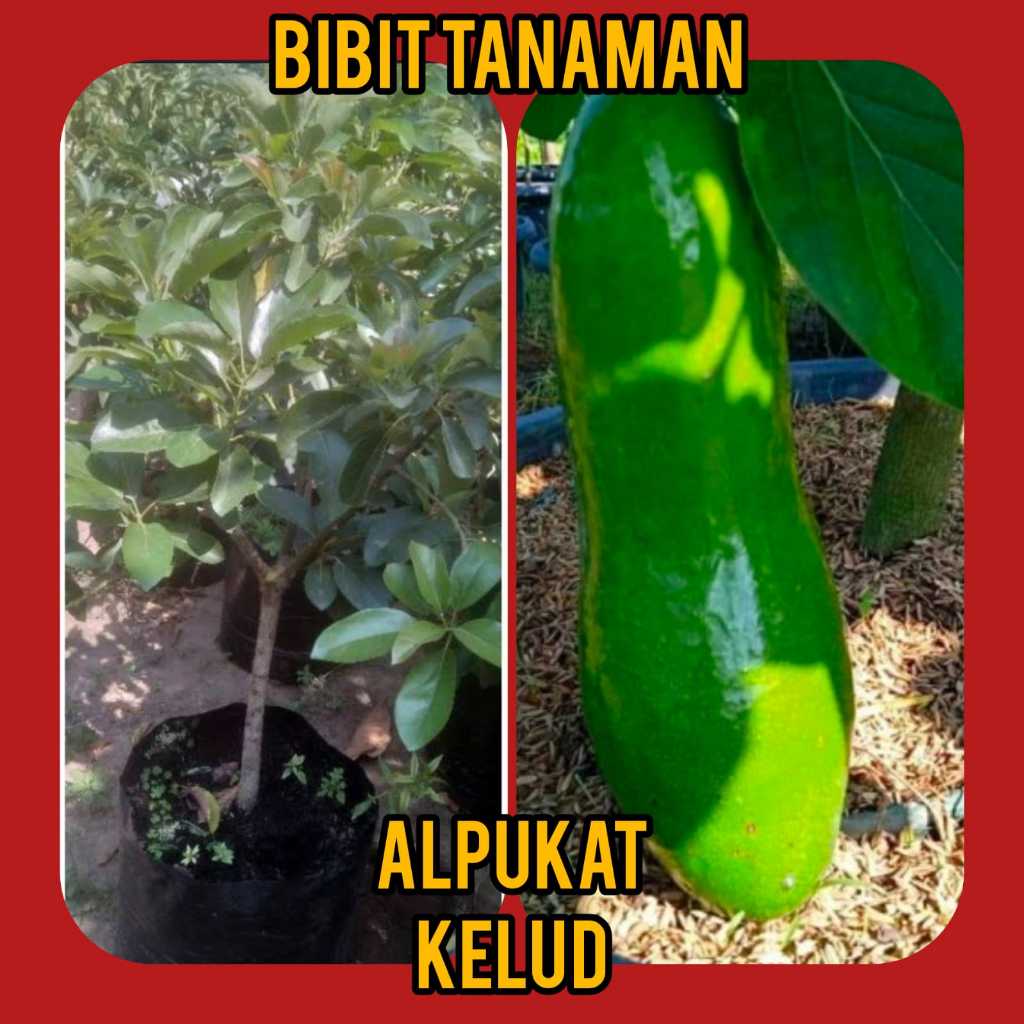 Bibit Alpukat Kelud