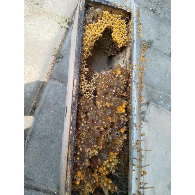 

madu liar klanceng/kelulut/kele-kele jenis levi 500 gram