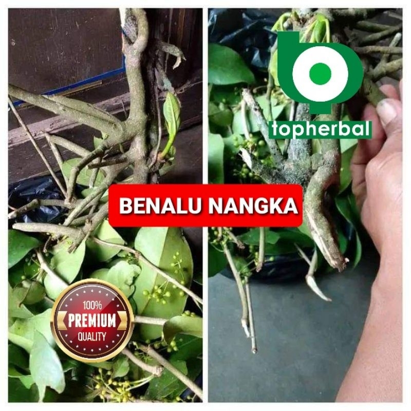 

Benalu Nangka 500 Gram Kering Hijau Super