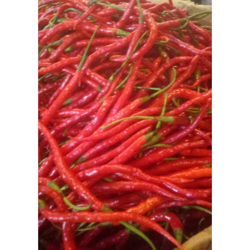 

Cabe Keriting Merah 1kg