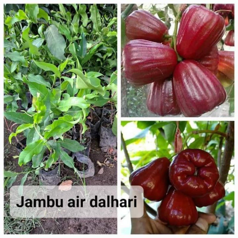 jambu dalhari