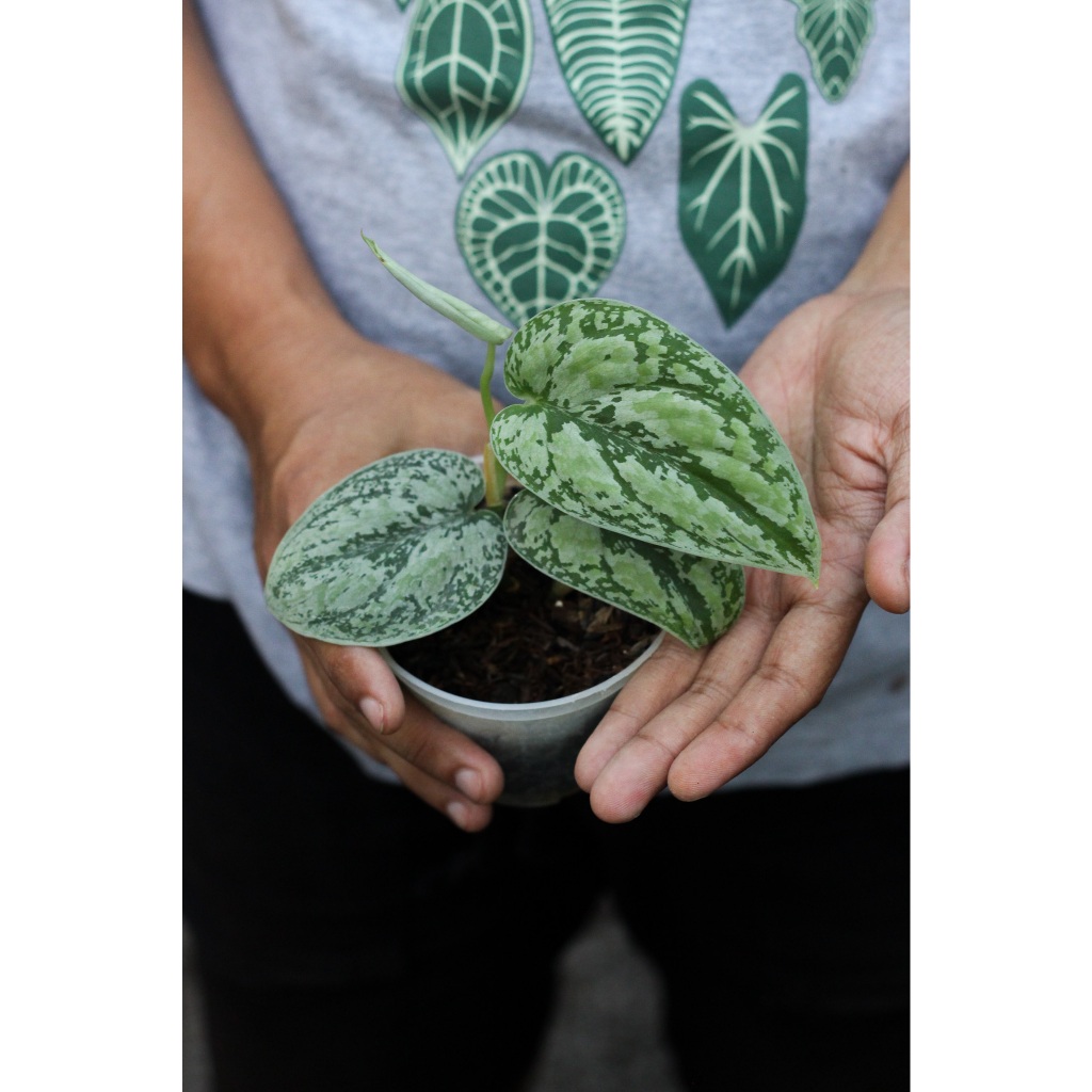 Scindapsus Tricolor White