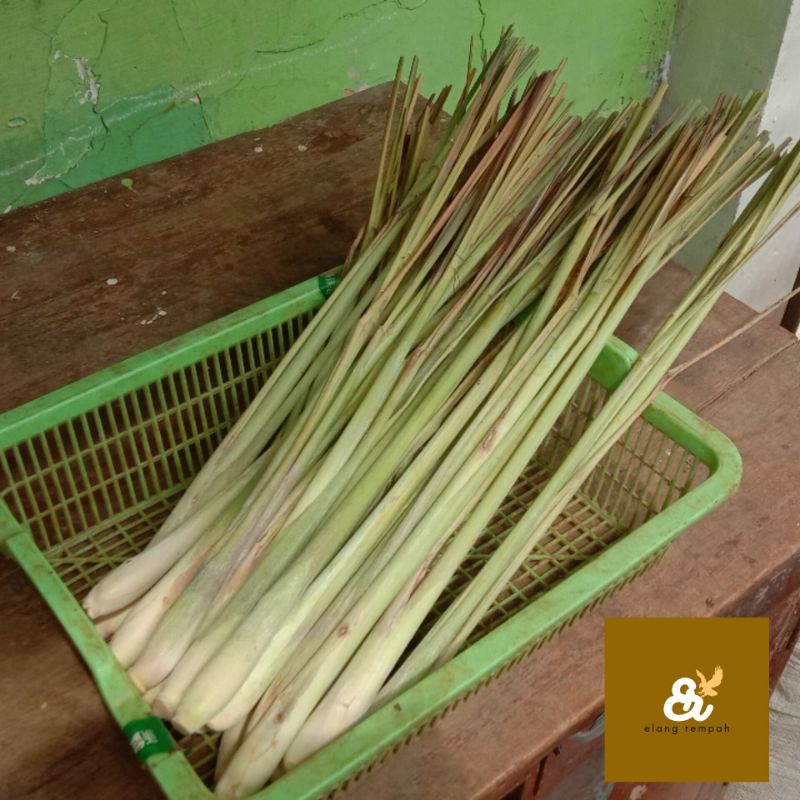 

DAUN SEREH SEGAR DAUN SEREH JUMBO 250 GRAM