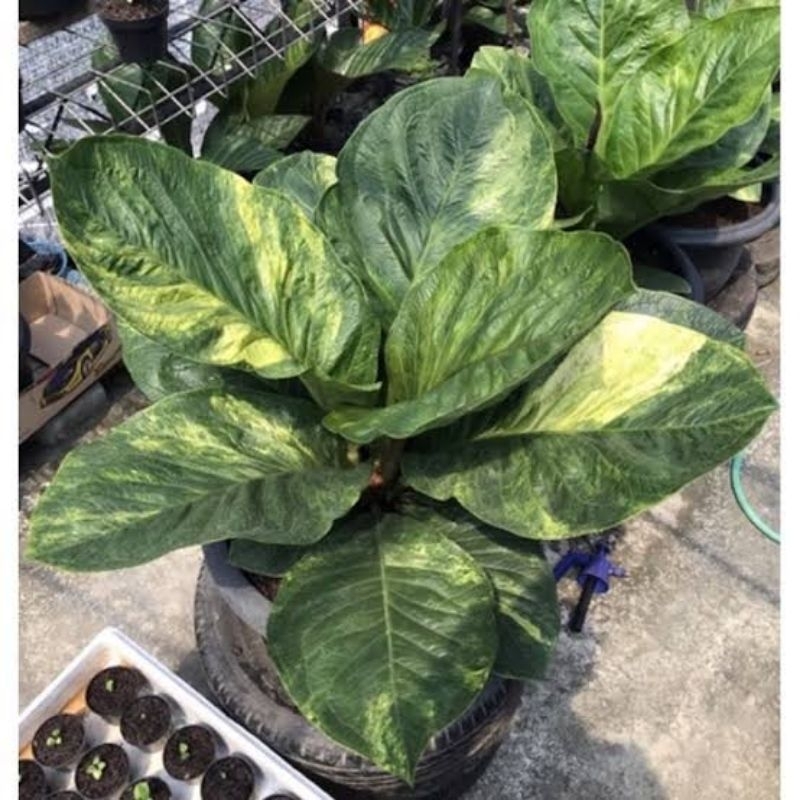 Jemani Eka Curly Varigata (foto indukan,yang kita jual anakannya tanyakan foto dulu)