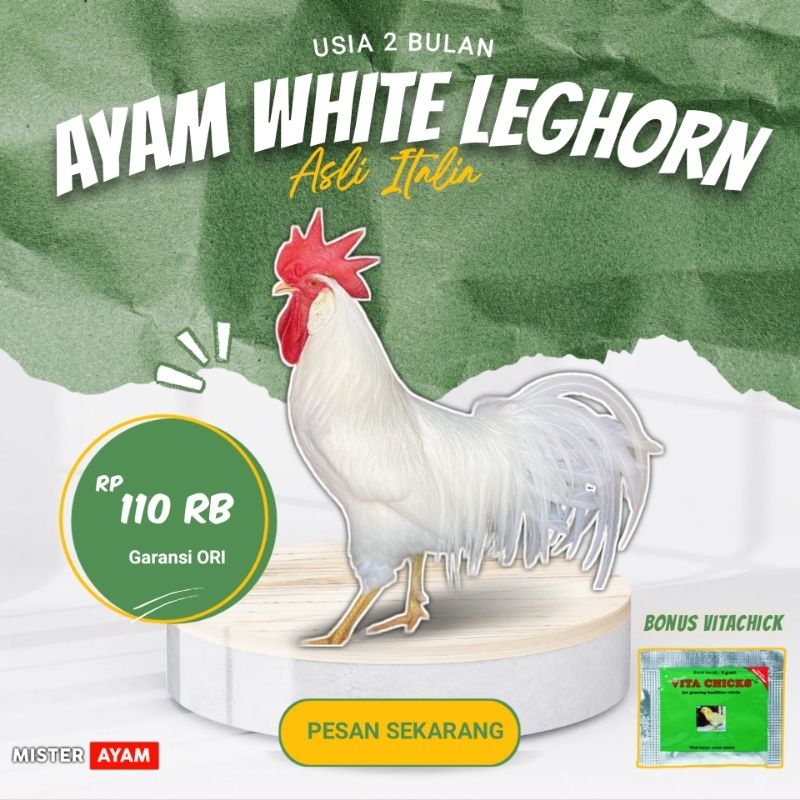 WHITE LEGHORN 2 bln