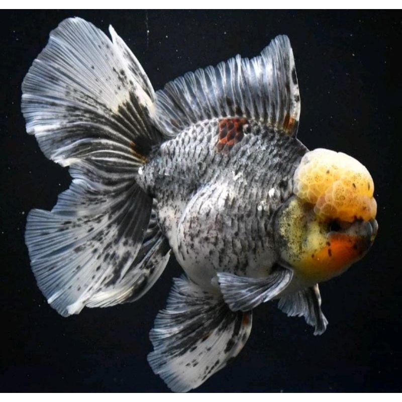 Ikan Hias Mas Koki Oranda Pancawarna Varian Rostail Grade High Quality