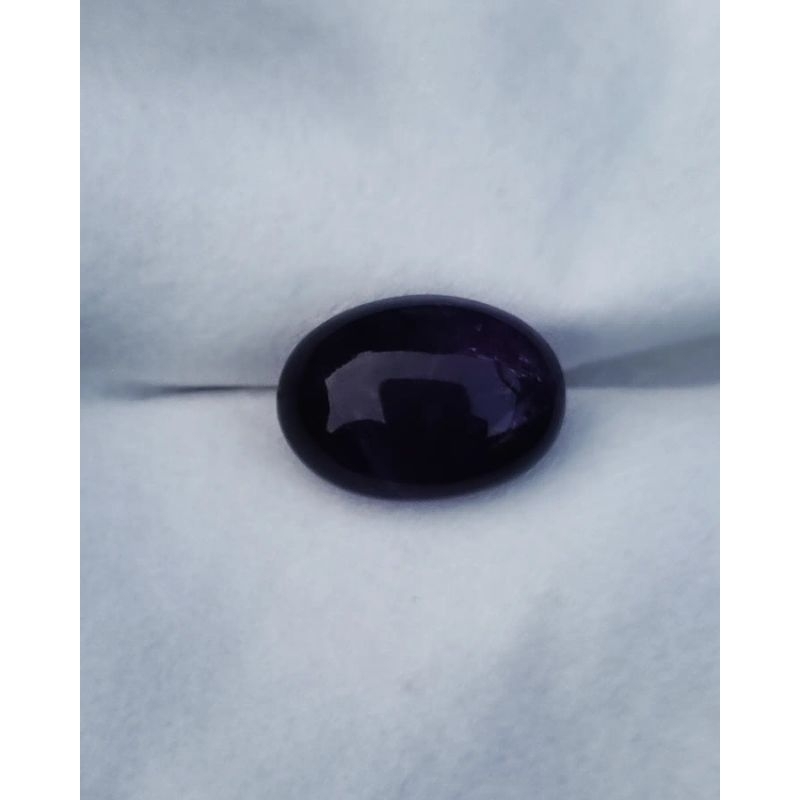 KECUBUNG WULUNG BENTOL ASLI BORNEO KALIMANTAN