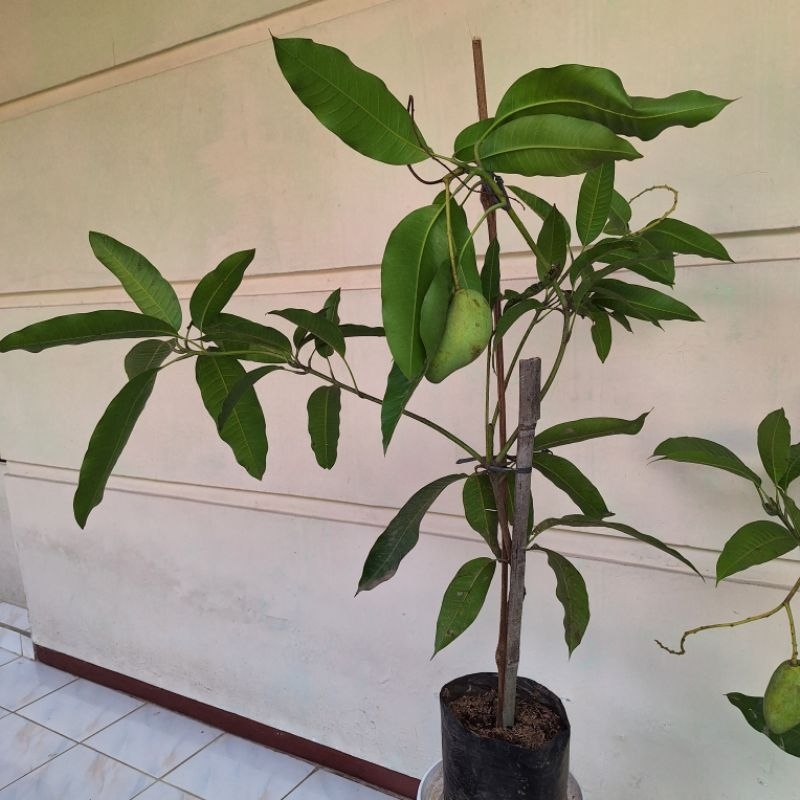 Bibit Buah Mangga chokanan kondisi sudah berbuah