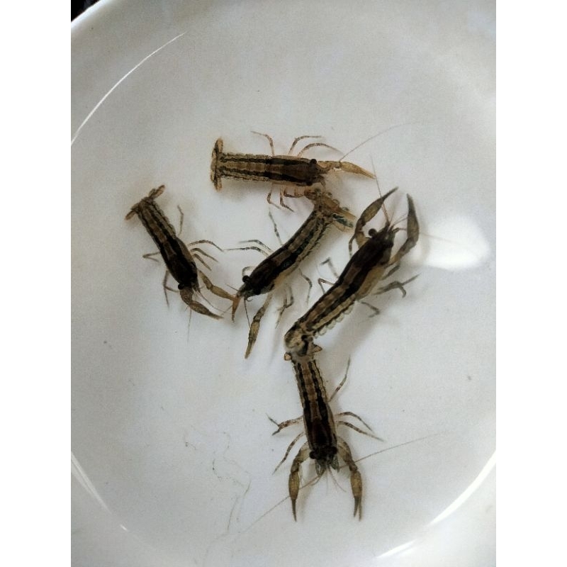 Udang Hias Aquascape Paket 10 Ekor Blue Mini Mexsiko