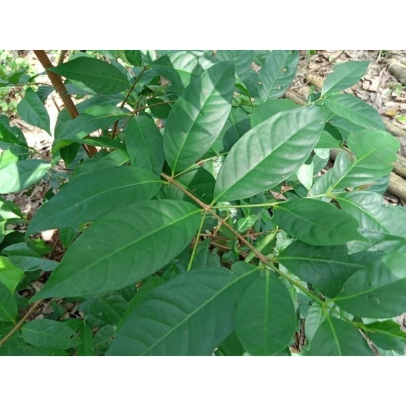 

Daun Salam,bahan untuk kelezatan masakan 500 gr