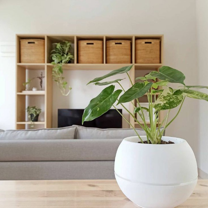 Murah POT BOLA VIENNA Pot Bunga vas bola vienna pot telur pot bulat pot bola putih Harga Murah