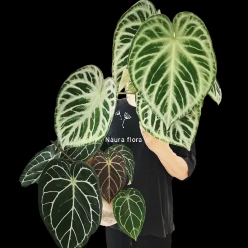 Tanaman hias anthurium Dorayaki silver blush - anthurium Dorayaki silver